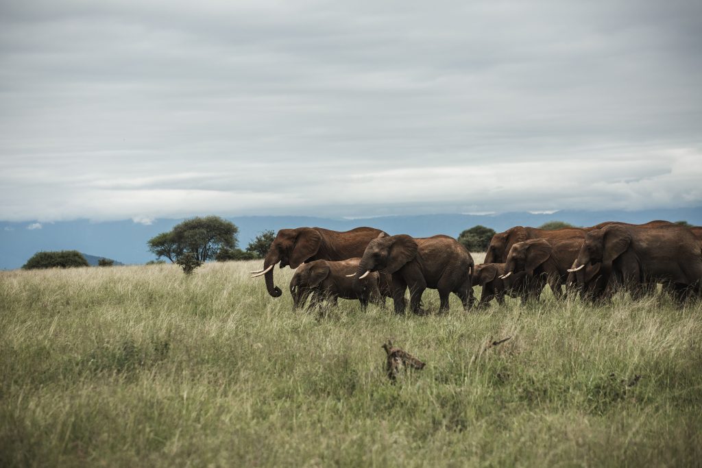 Herd of elephants walking in the grass plains in the Mikumi National Park in Tanzania, Africa.