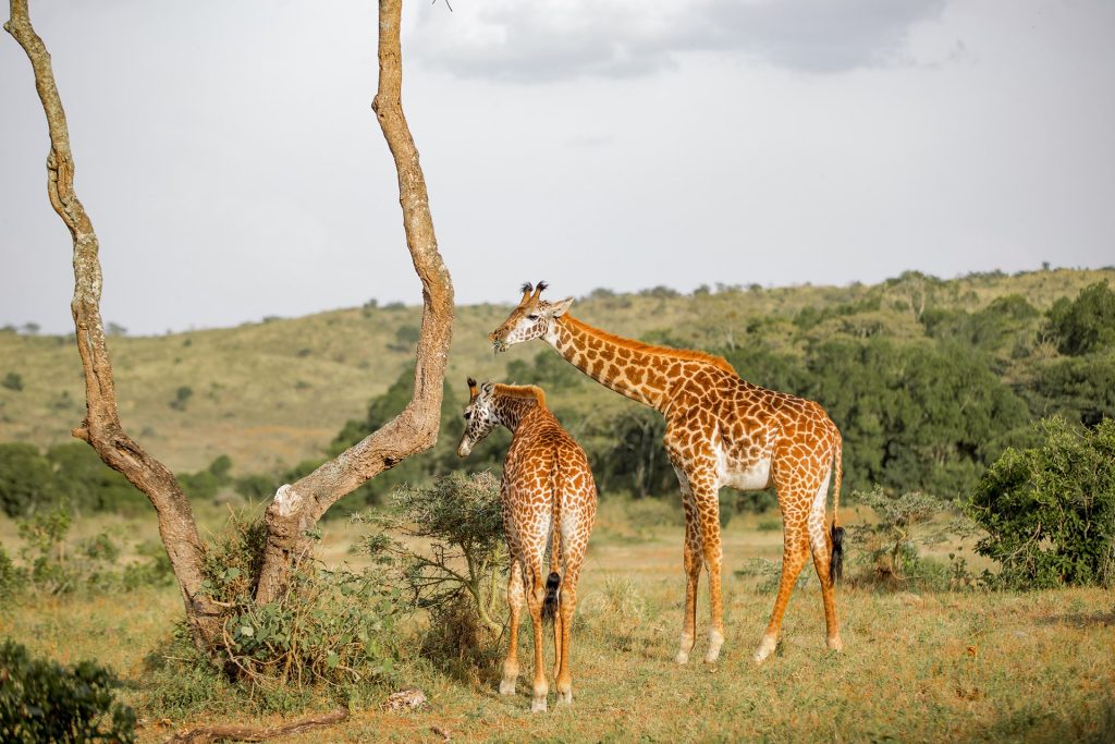 Giraffes looking for food in the Saadani National Park.