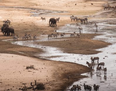 Wildlife drinking water on a river during the dry season at Tanzania in Africa.