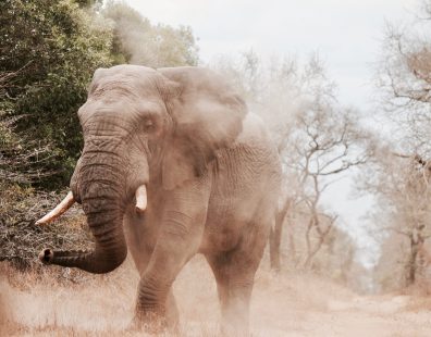 Ancient elephant walking